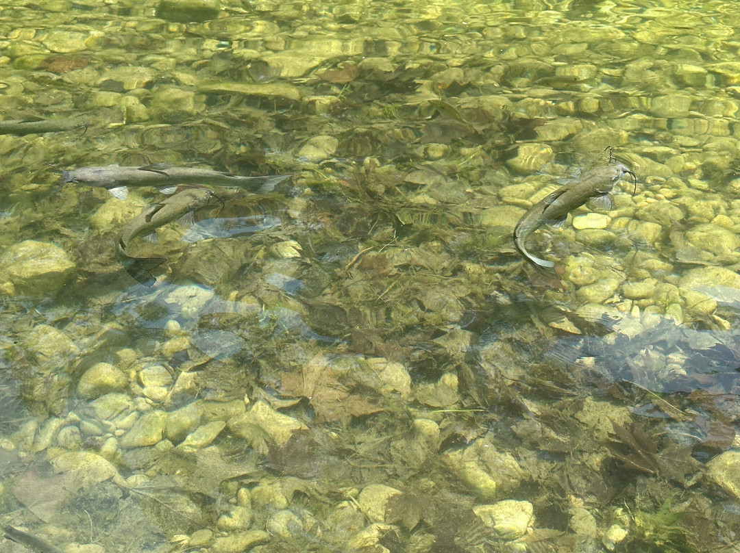 Frio River Private Access-Concan必去景点