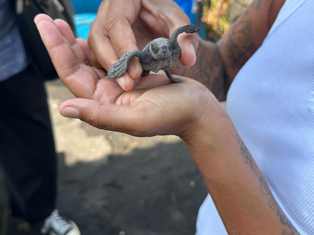 Saba Asri Turtles Conservation-布拉巴度必去景点