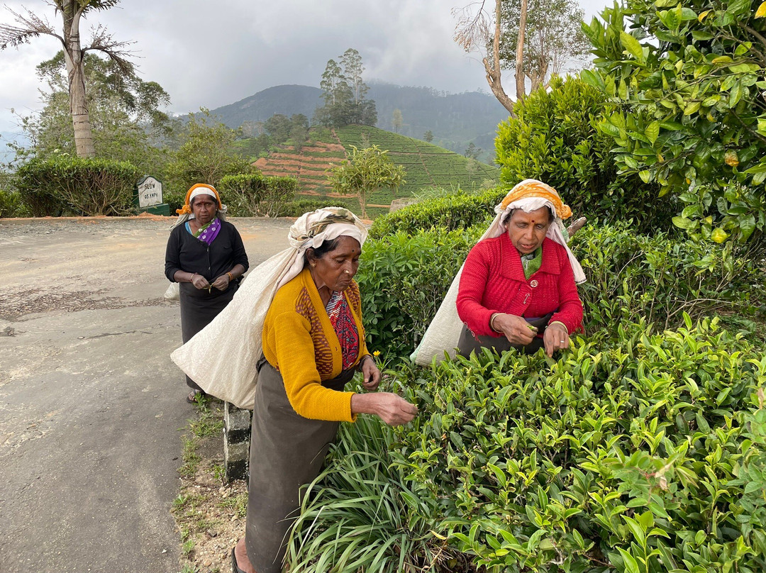Lush Lanka Tours-Panadura必去景点