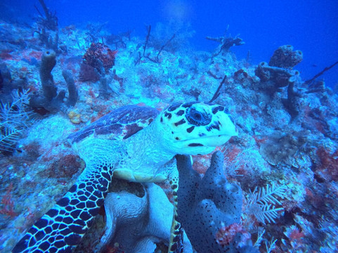 Blue Salt Divers - Home of Dive Experience-Christiansted必去景点