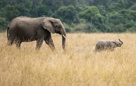 Game drives at Phalaborwa Gate in Kruger National Park-克鲁格国家公园必去景点