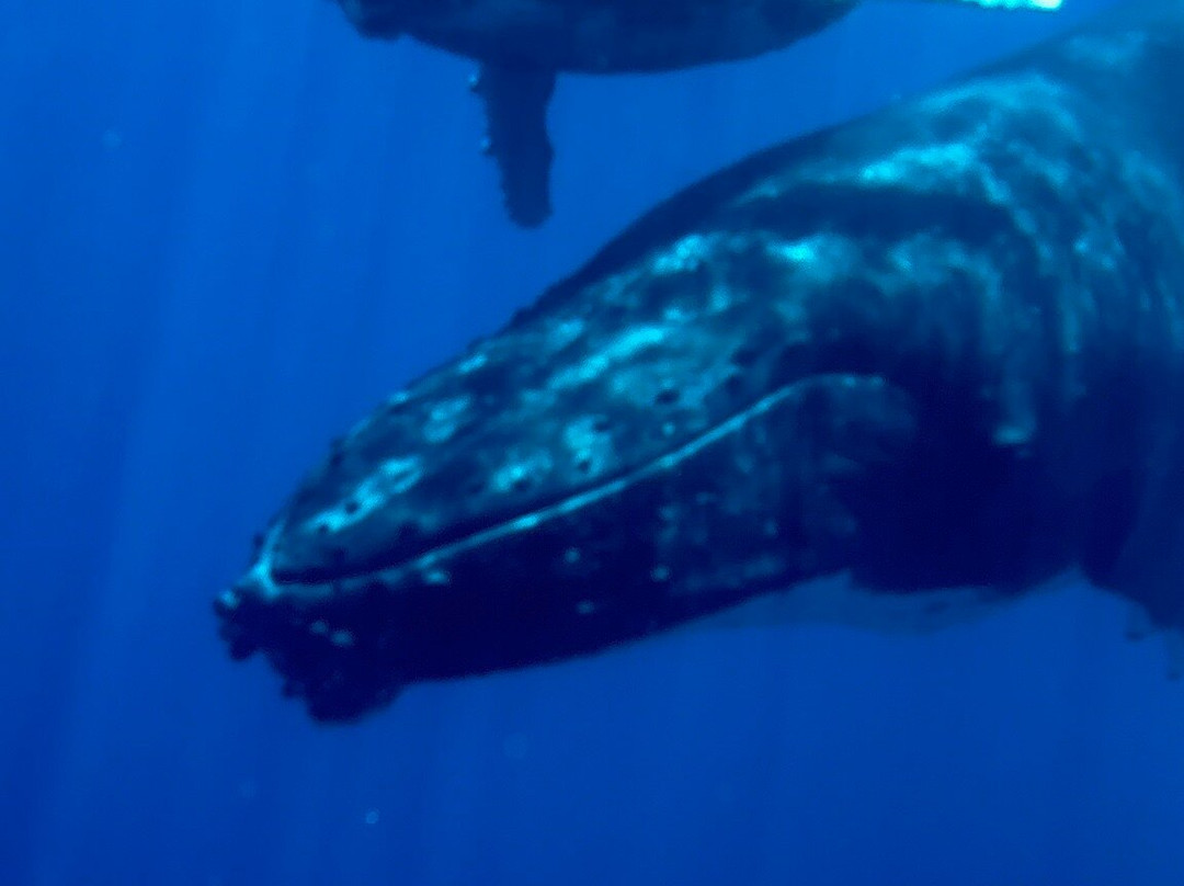 Scubapiti-莫雷阿岛必去景点