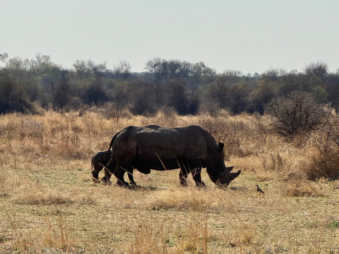 Wildside Tours and Safaris - Day Tours-约翰内斯堡必去景点