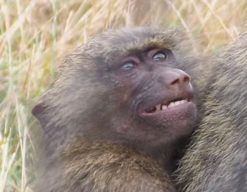 Knowsley Safari-Prescot必去景点