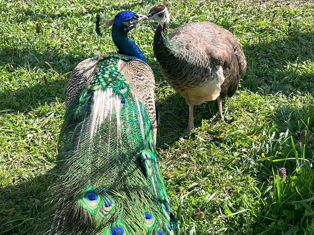 Harmony Acres Ranch & Petting Farm-Cornville必去景点