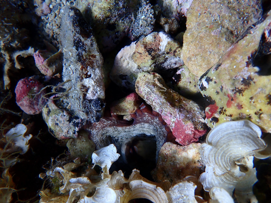 Gorgona Divers-Skála Potamiás必去景点