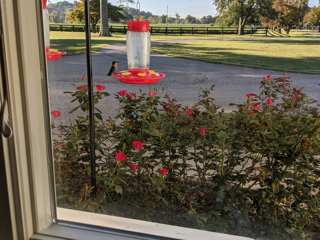 Riverside Inn Bed & Breakfast主图