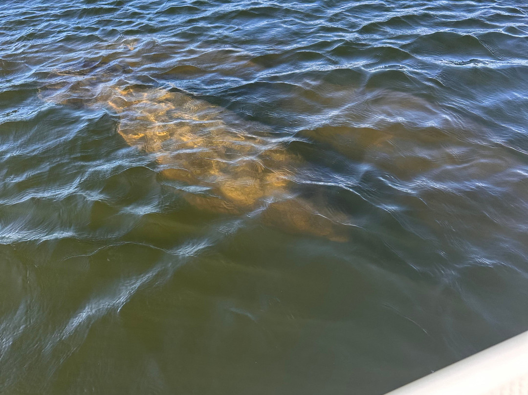 Suncoast Adventure Tours And Charters-Osprey必去景点