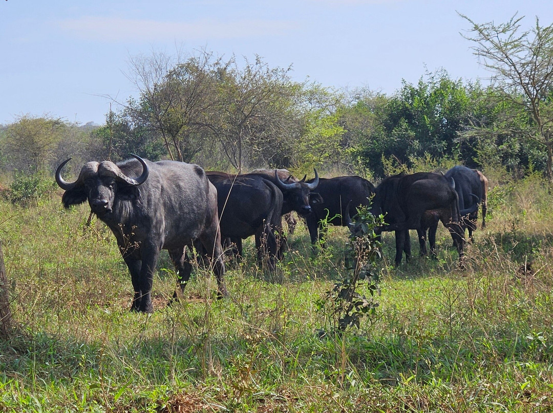 4x4 Uganda-恩德培必去景点