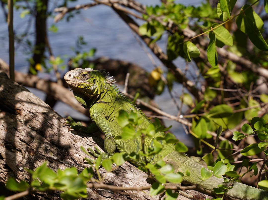 Ti Canots-Le Robert必去景点