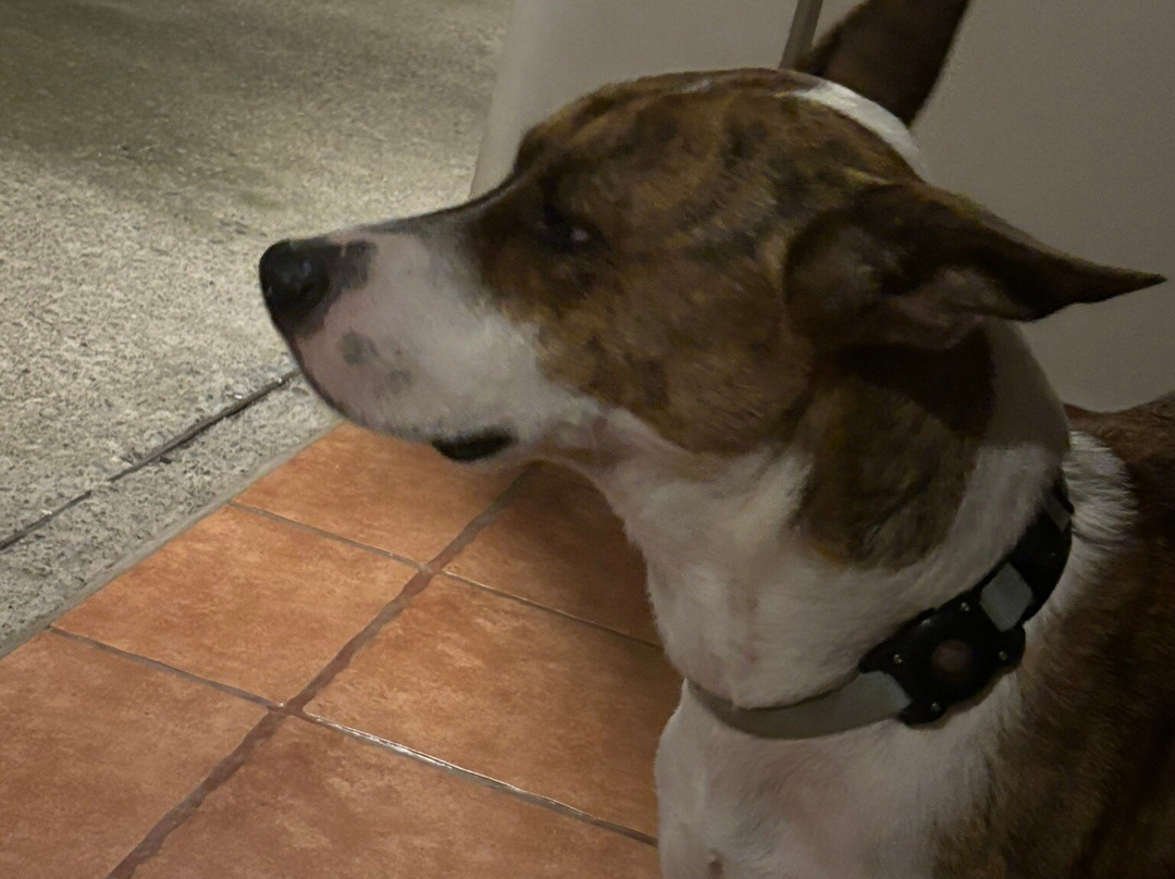 Hotel Rio Lindo主图