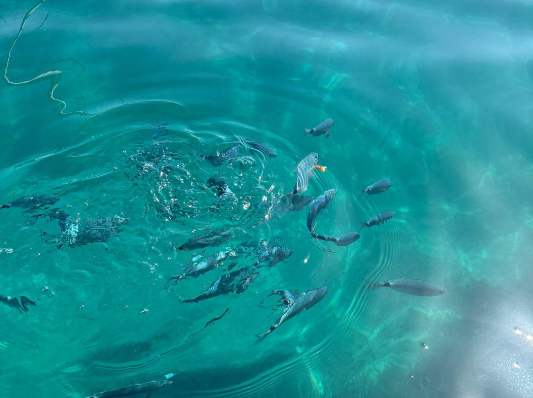 Alsalos boats and more-Palairos必去景点