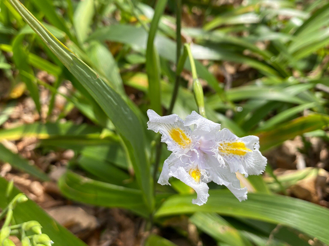 The Blue Mountains Botanic Garden-Mount Tomah必去景点