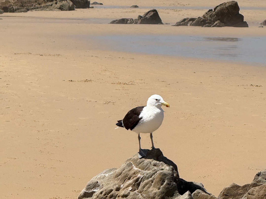 Kelly's Beach-艾尔弗雷德港必去景点