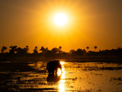 Oddballs' Camp主图