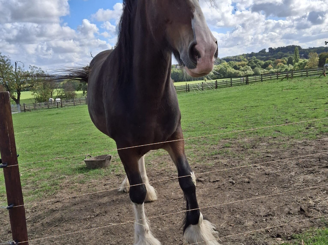 Cannon Hall Farm-Cawthorne必去景点