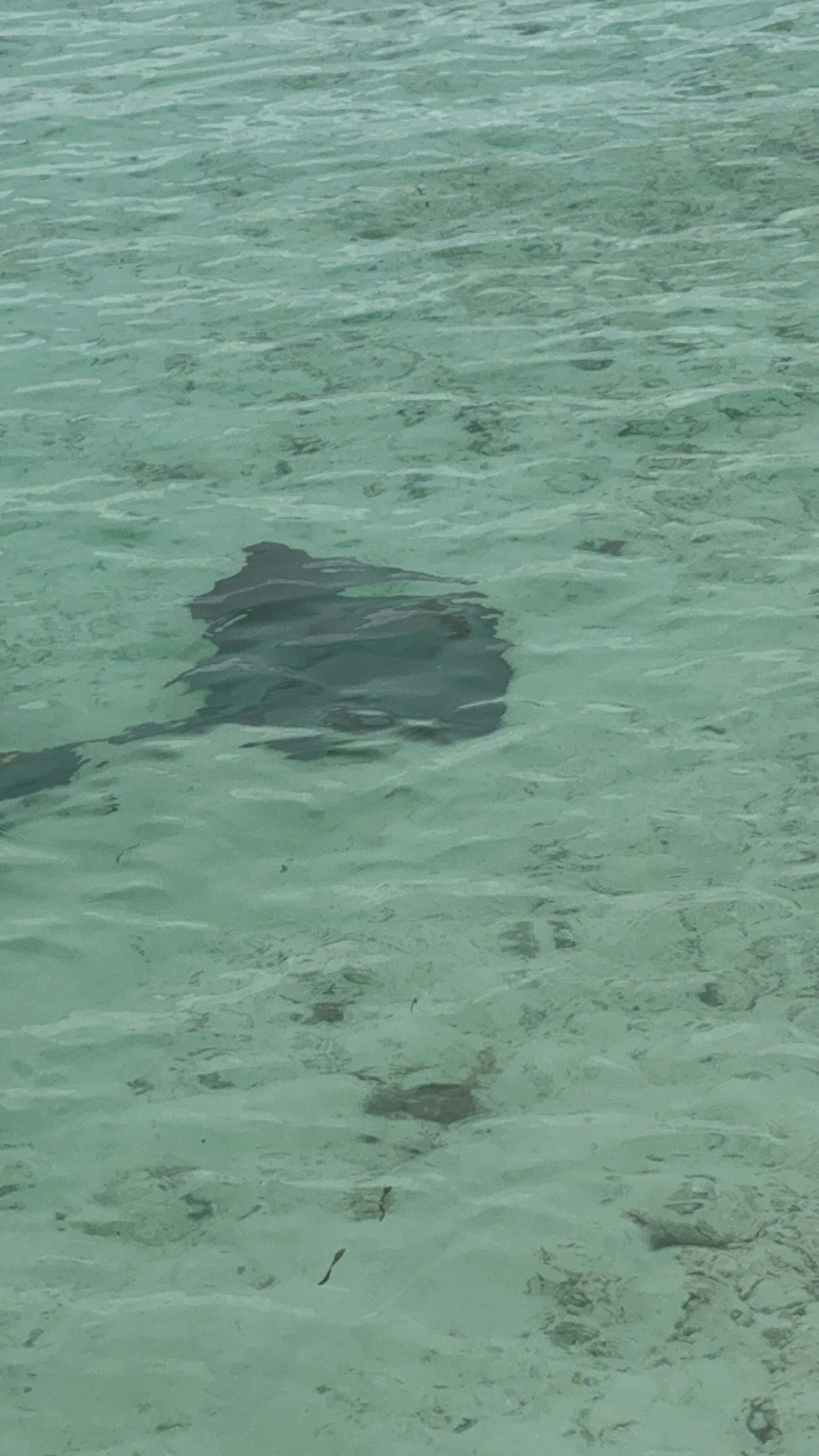 The Residence Maldives at Dhigurah-泳池