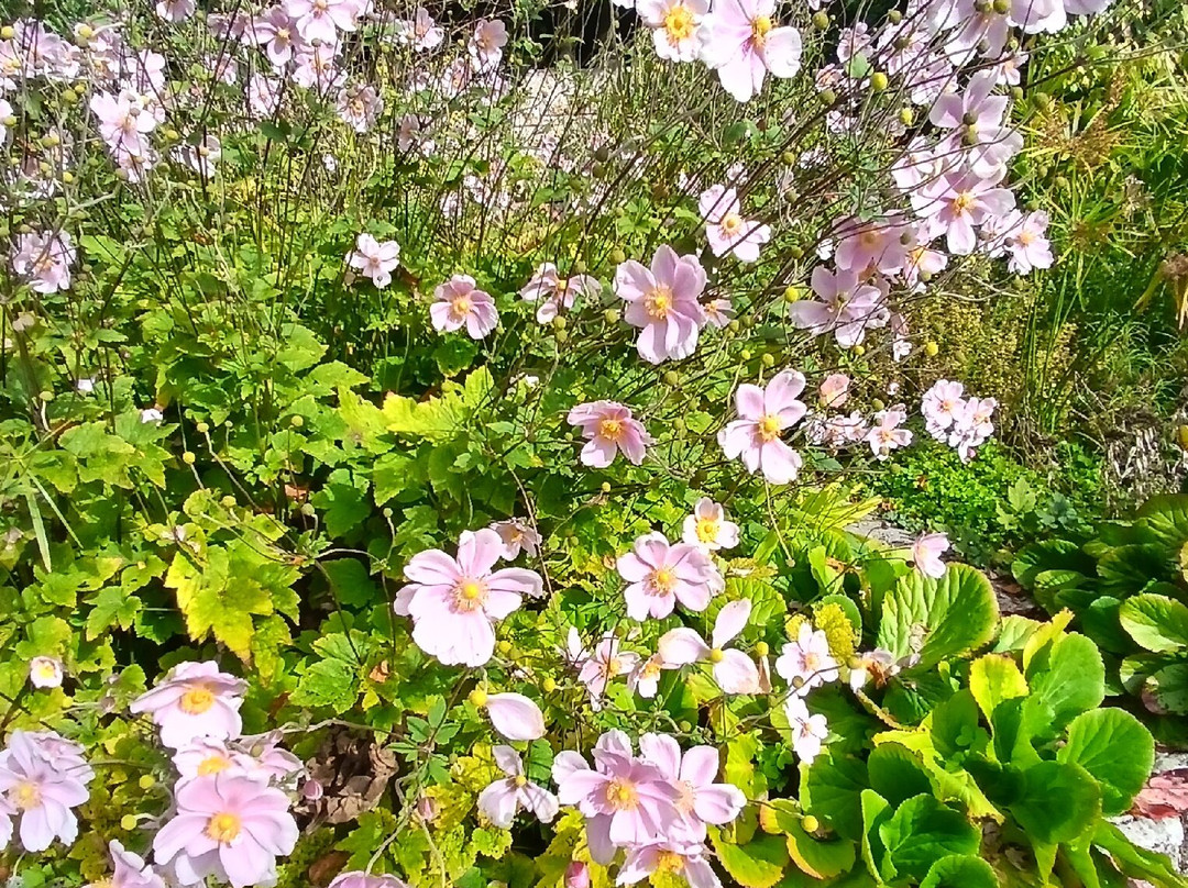 Kingston Maurward Park and Gardens-多切斯特必去景点