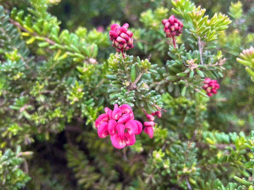 Alii Kula Lavender-库拉必去景点