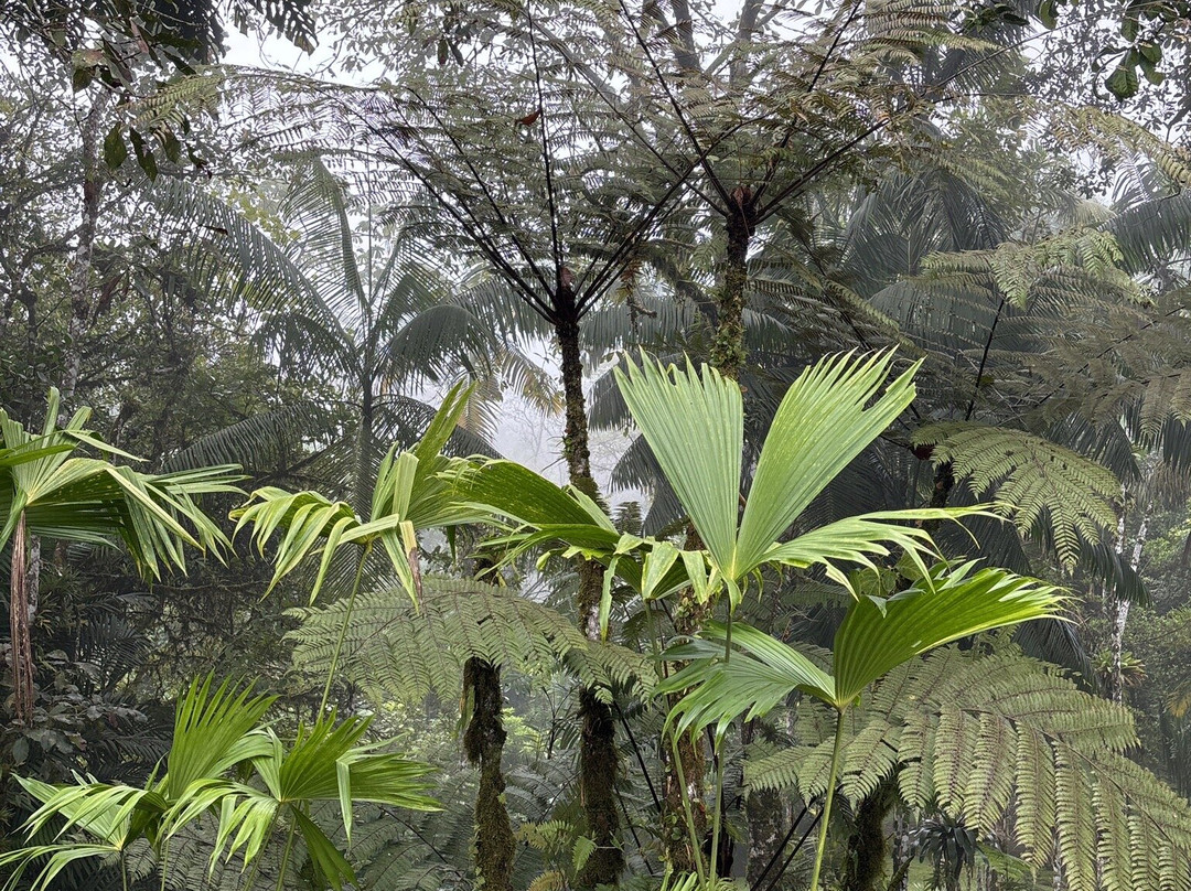 Las Cruces Biological Station and Wilson Botanical Garden-San Vito必去景点