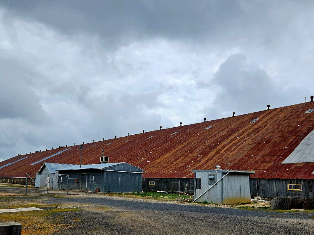 The Stick Shed at Murtoa-Murtoa必去景点