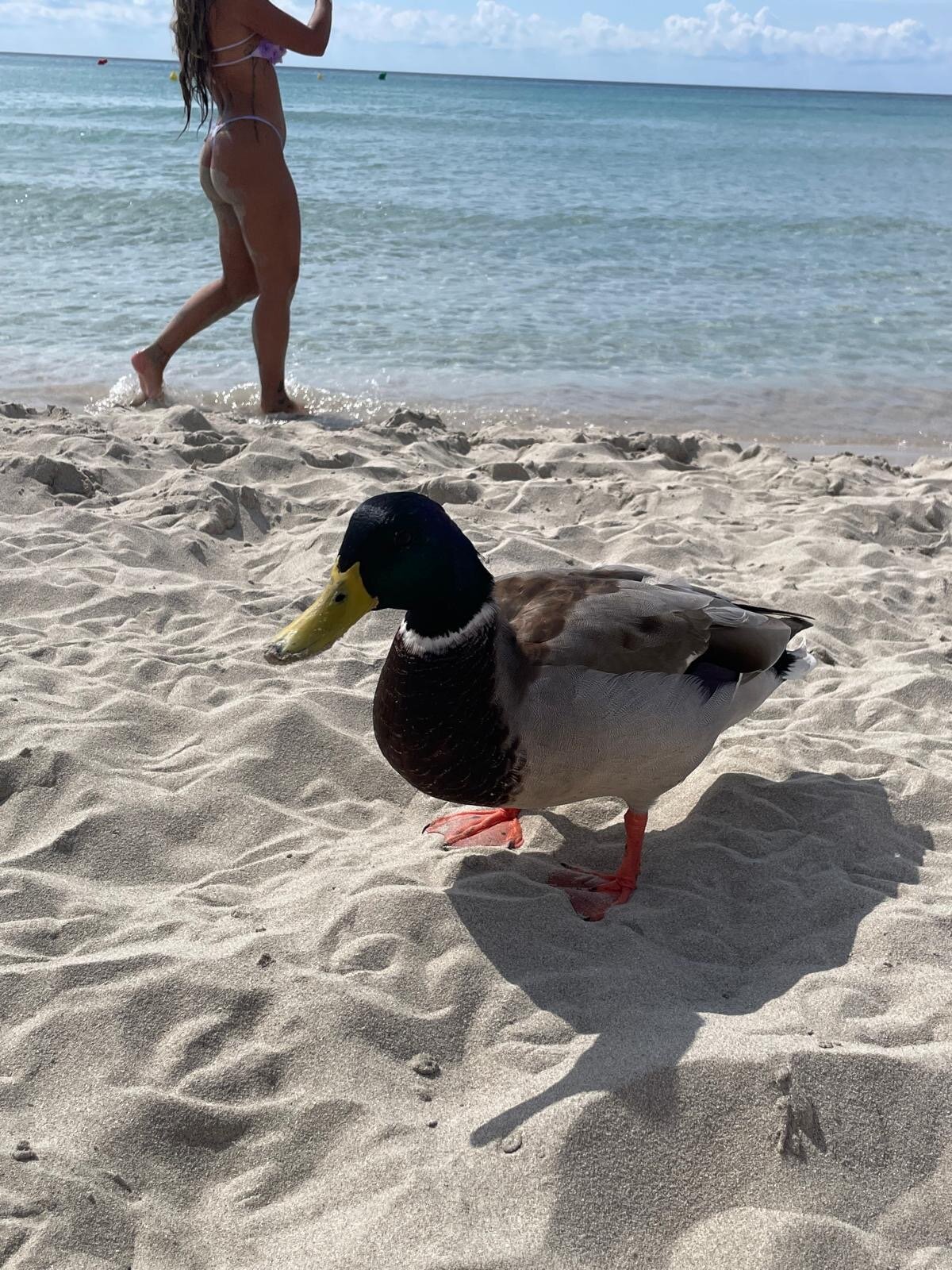 Apartaments Vista Blanes-官方