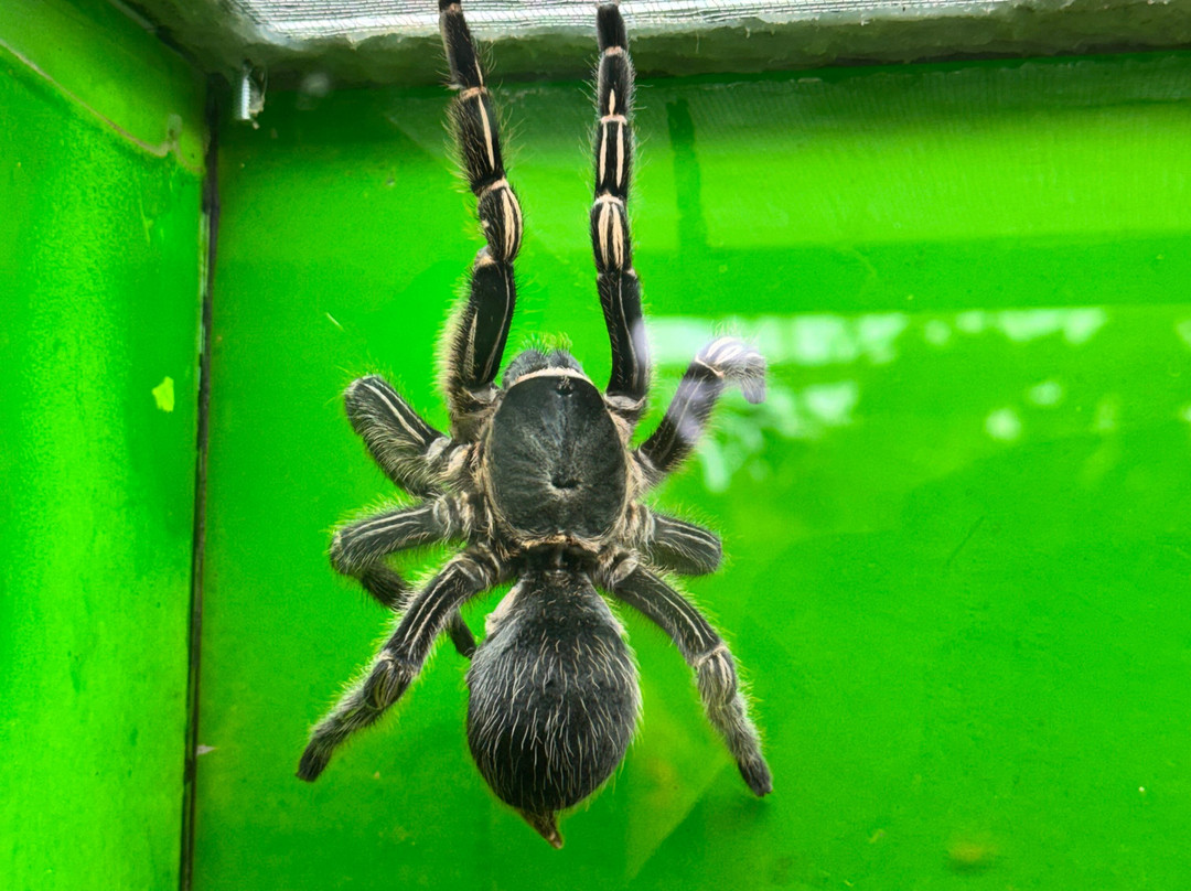 Zoo De Santillana Del Mar-海边的散提亚拿必去景点