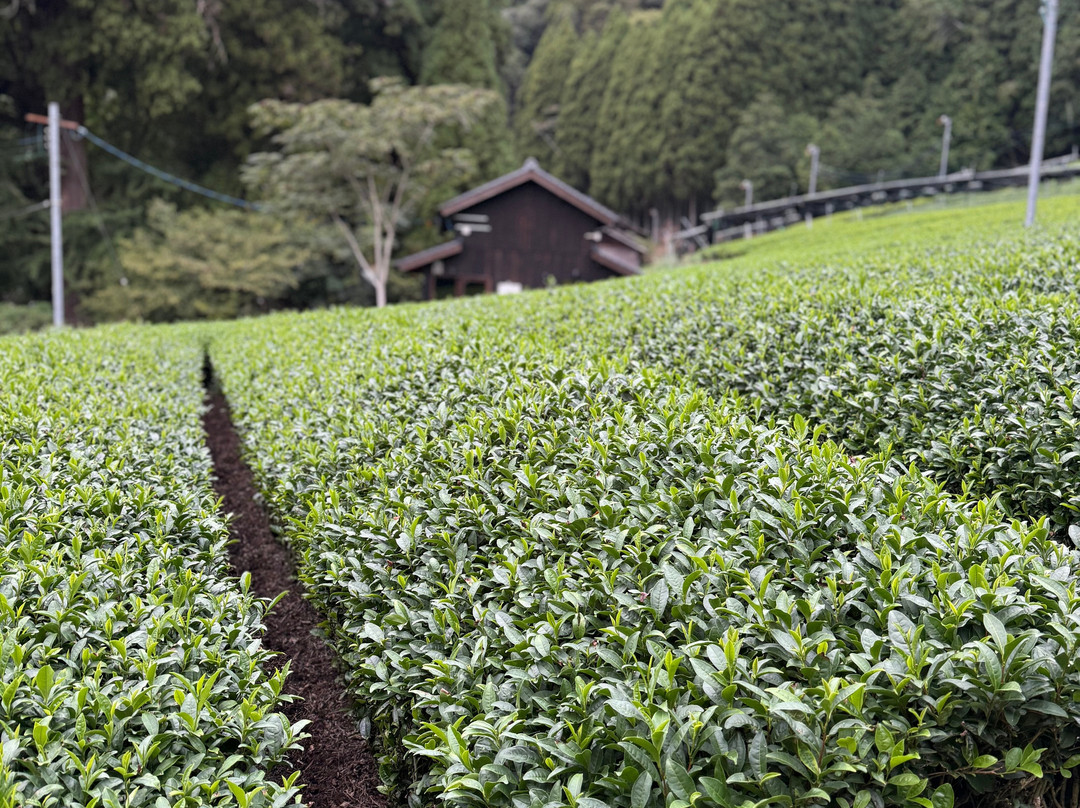 d:Matcha-和束町必去景点