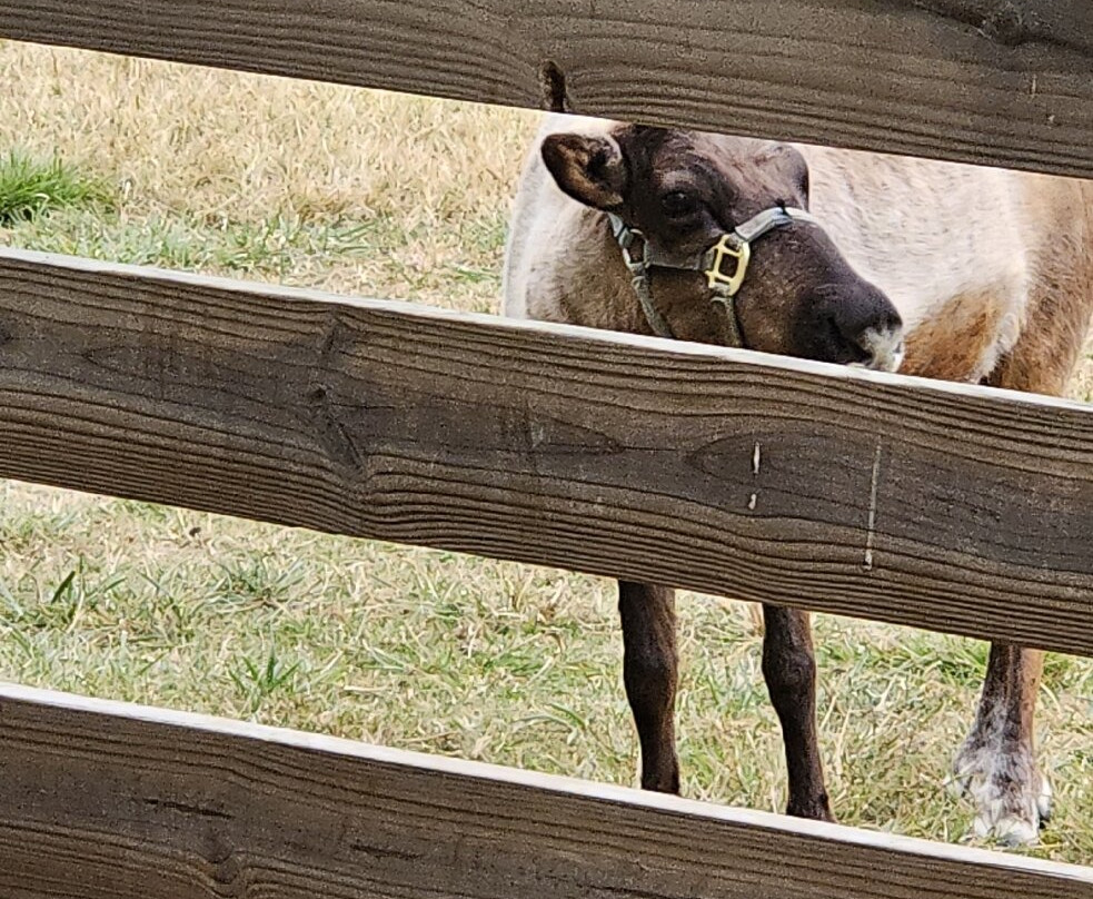 Hardy's Reindeer Ranch-Rantoul必去景点