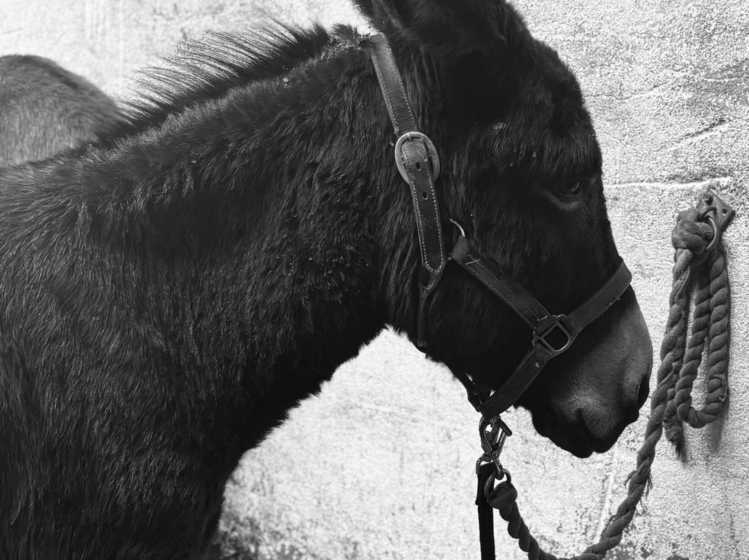 Kinedale Donkeys-Ballynahinch必去景点