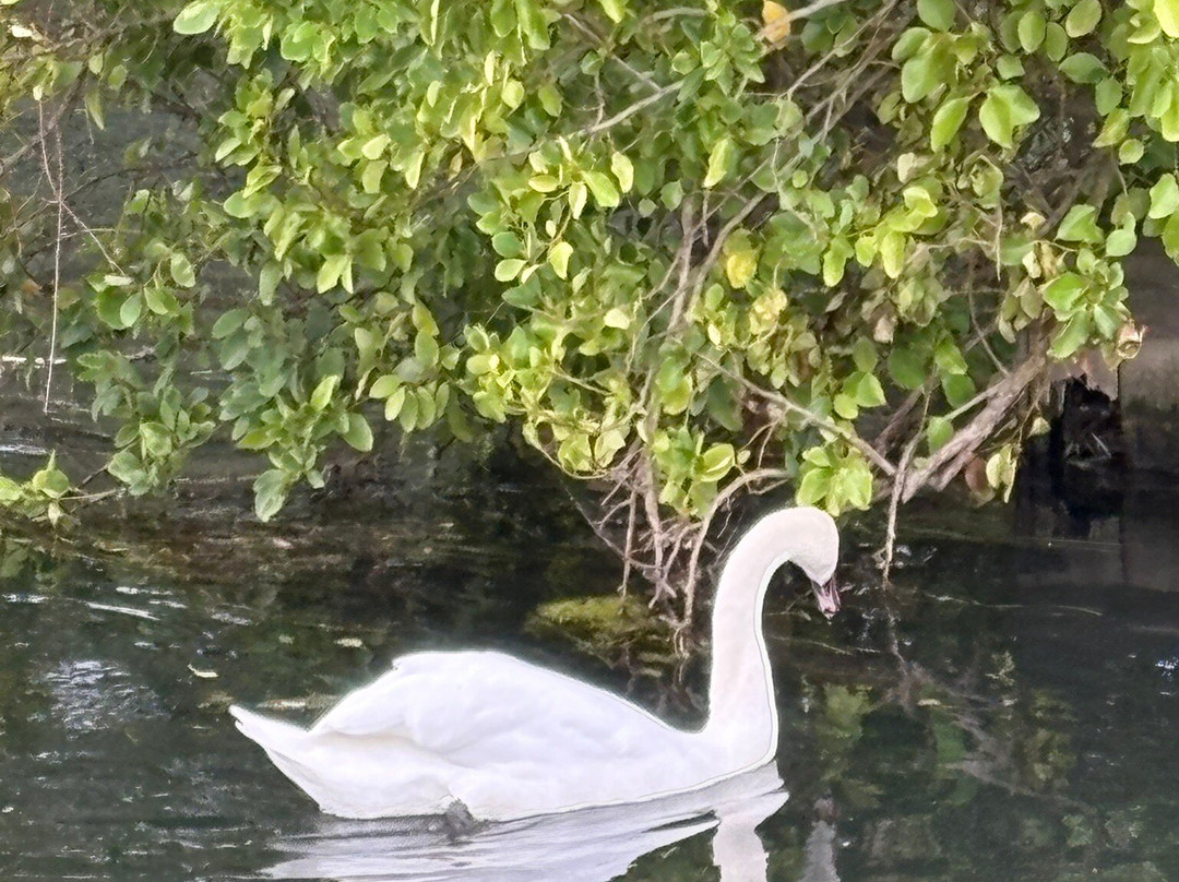 Broads Tours River Trips-罗克瑟姆必去景点