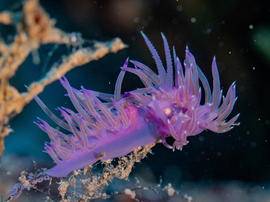 Dragoman Outdoor Activities Centre-卡斯必去景点