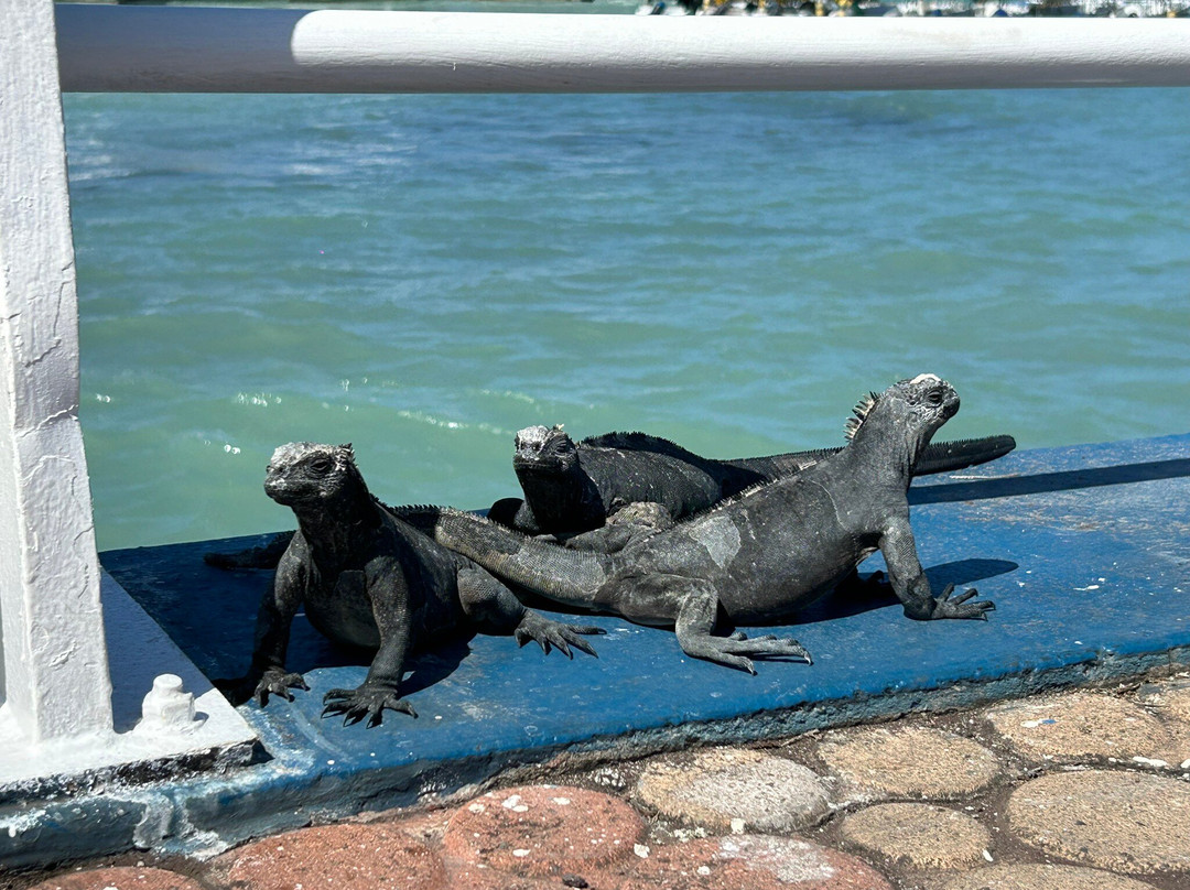 Malecon de Puerto Ayora-阿约拉港必去景点