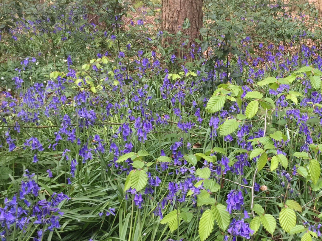 Tring Park-Tring必去景点