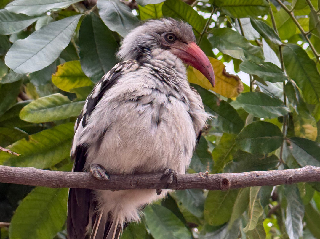 Lawson's Birding, Wildlife & Custom Safaris-尼斯普鲁特必去景点