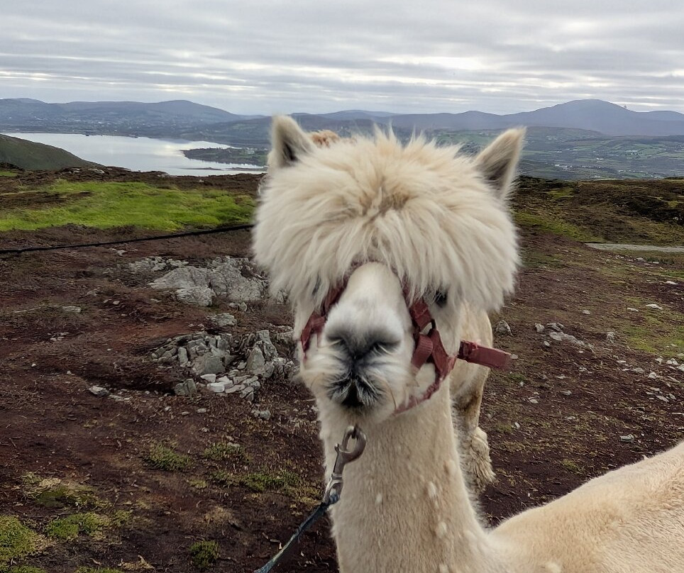 Wild Alpaca Way-Malin Head必去景点