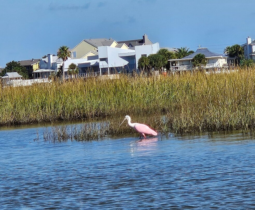 Galveston Kayak Outfitters-盖维斯顿必去景点