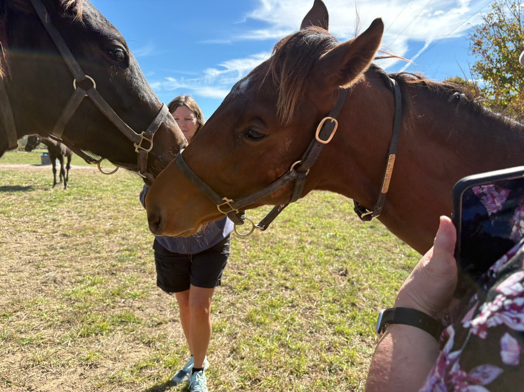 Taylor Made Farm-Nicholasville必去景点
