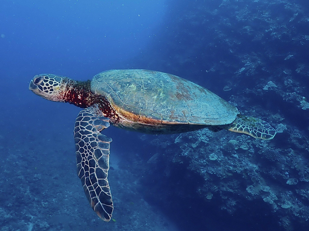 Maui Diamond Sea Sports-玛阿拉也亚必去景点