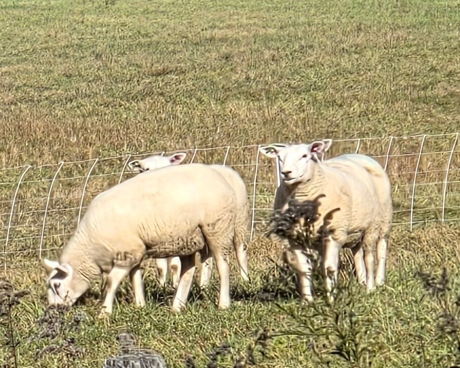 Great Bike Tours-谢尔本必去景点