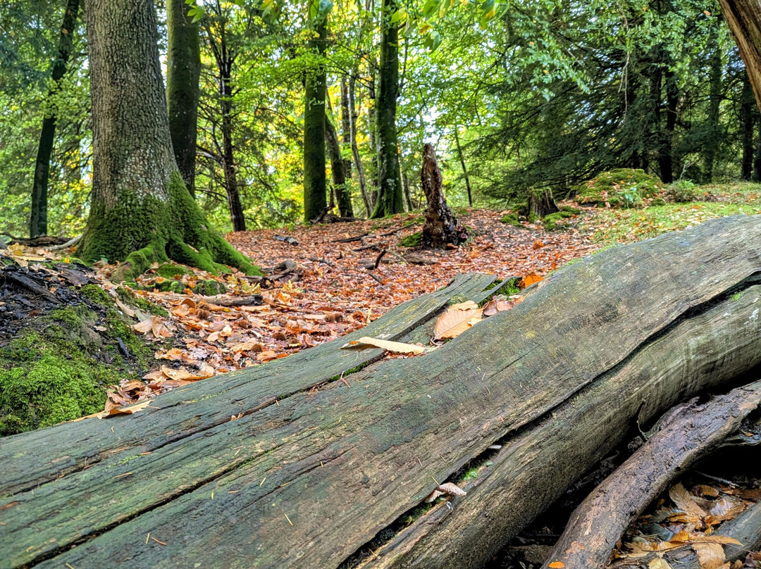 Bolderwood Deer Sanctuary-林德赫斯特必去景点