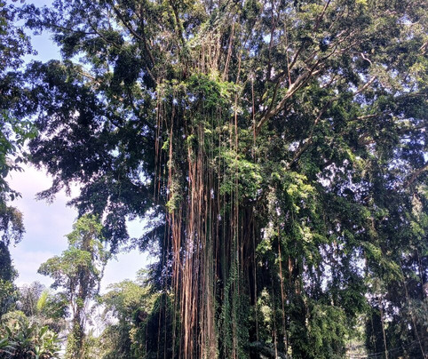 巴厘电动车之旅-乌布必去景点