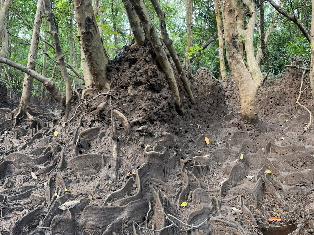 Cherating River-珍拉汀必去景点