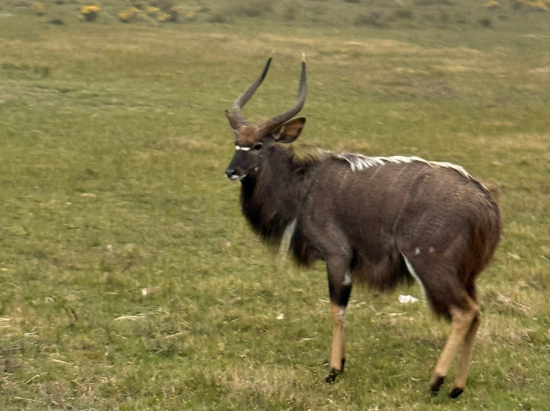 Schotia Tooth and Claw Safari-Addo Elephant National Park必去景点