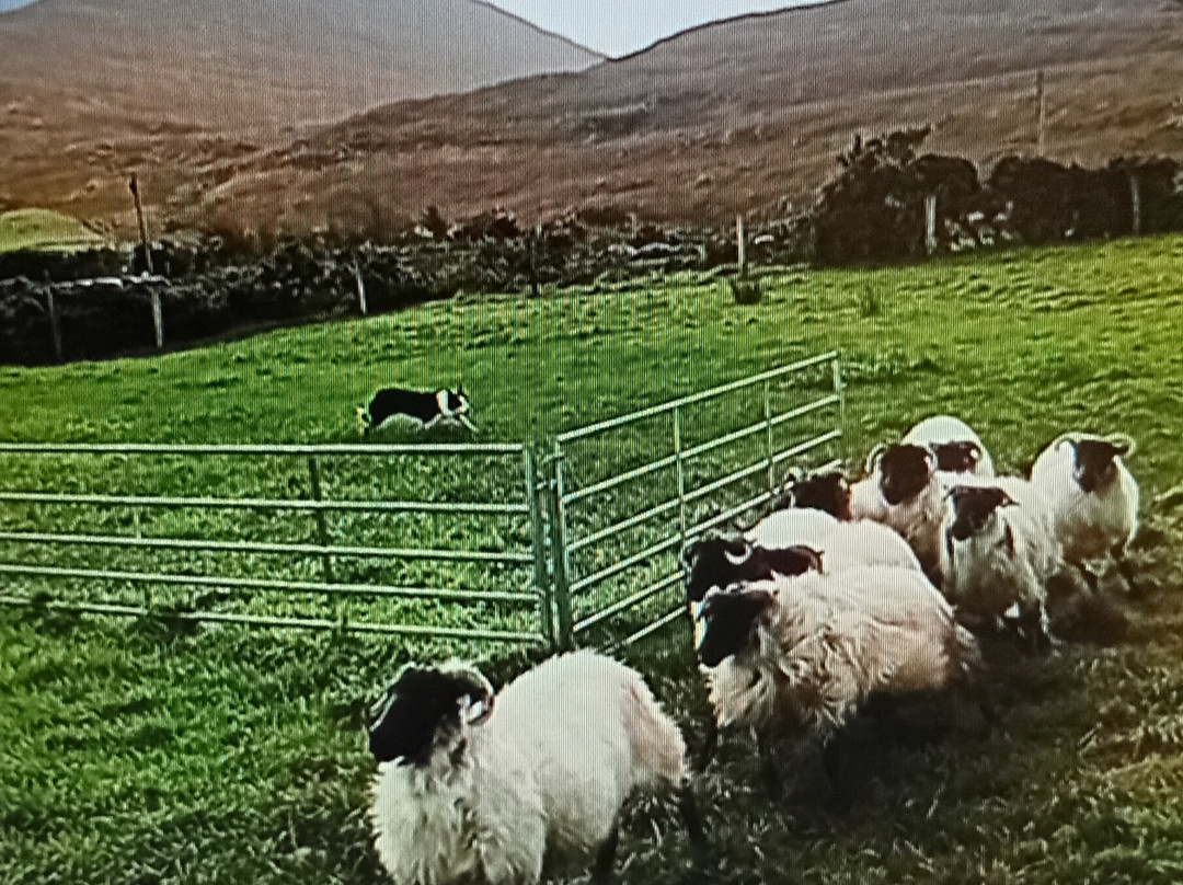 Glen Keen Farm-Derryheigh必去景点