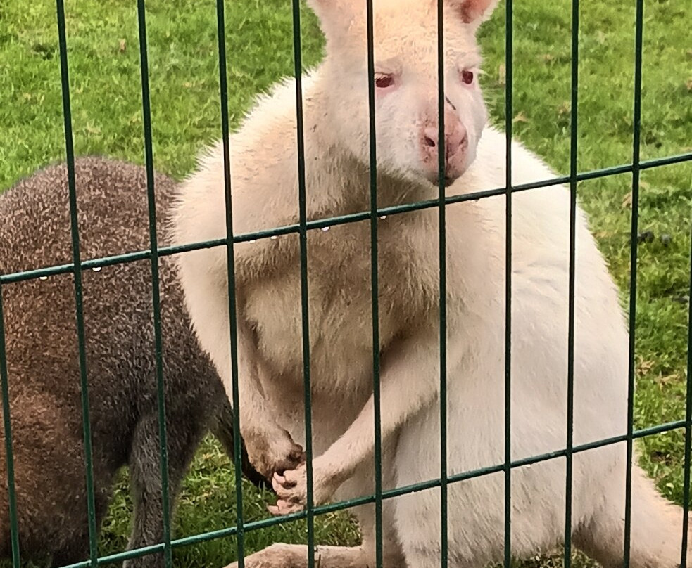Newham Grange Farm-米德尔斯堡必去景点
