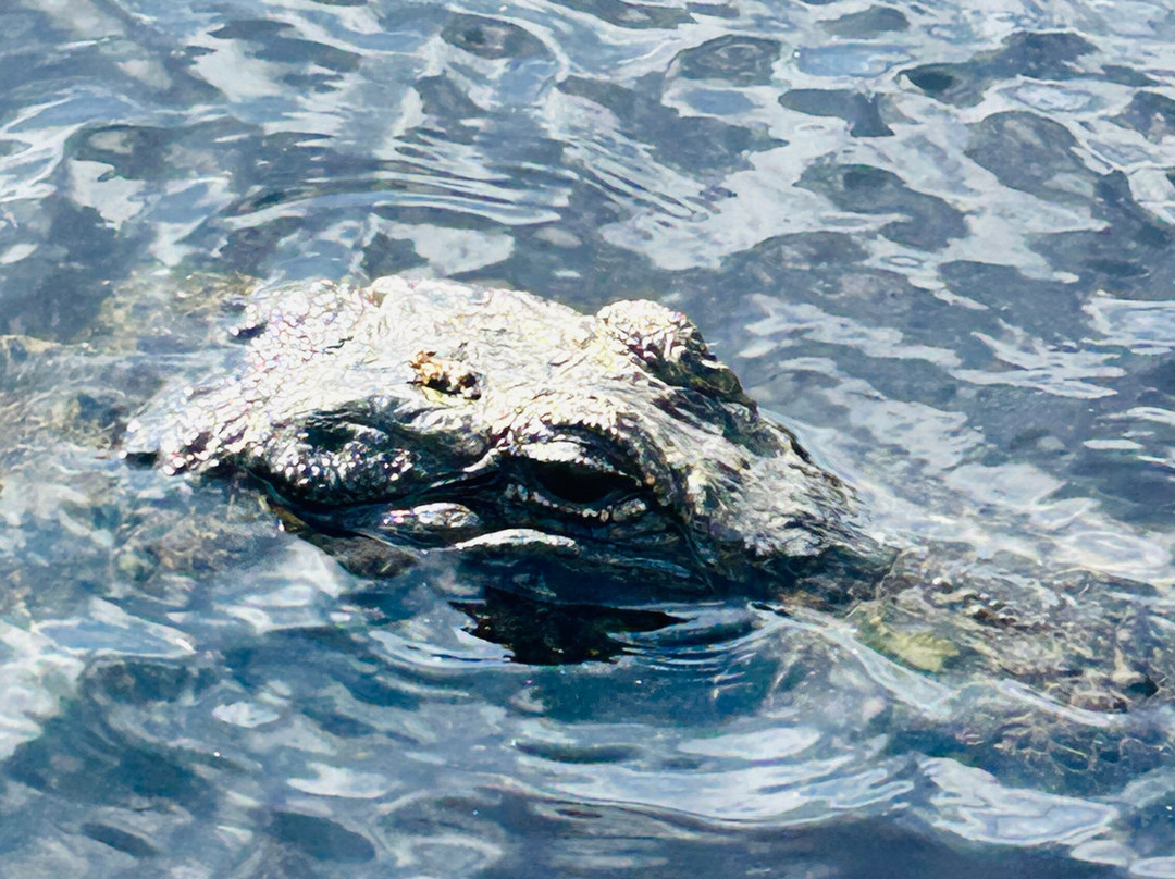 Everglades Swamp Tours-Everglades Wildlife Management Area必去景点