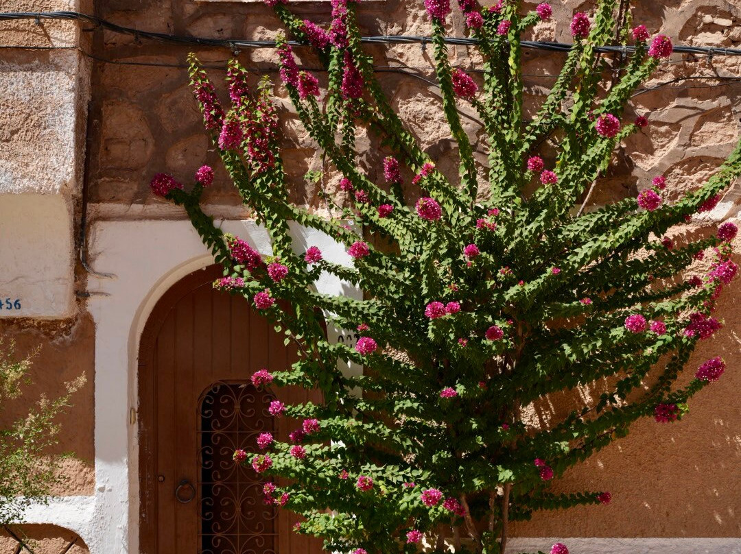 Discover Ghardaia Travel Agency-盖尔达耶必去景点