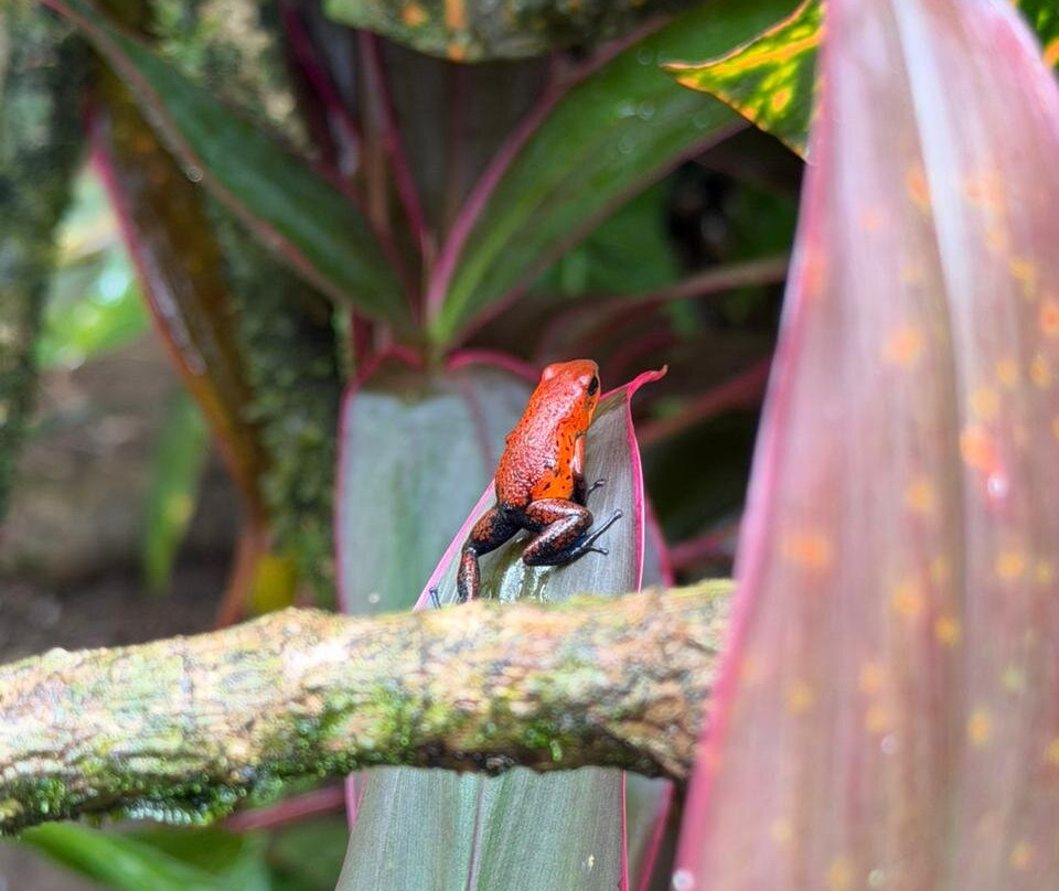 Harpy Eagle Tortuguero-托图杰多必去景点