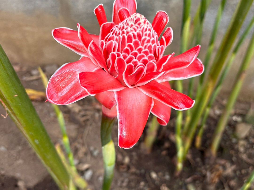 Pension Pare Lodge主图